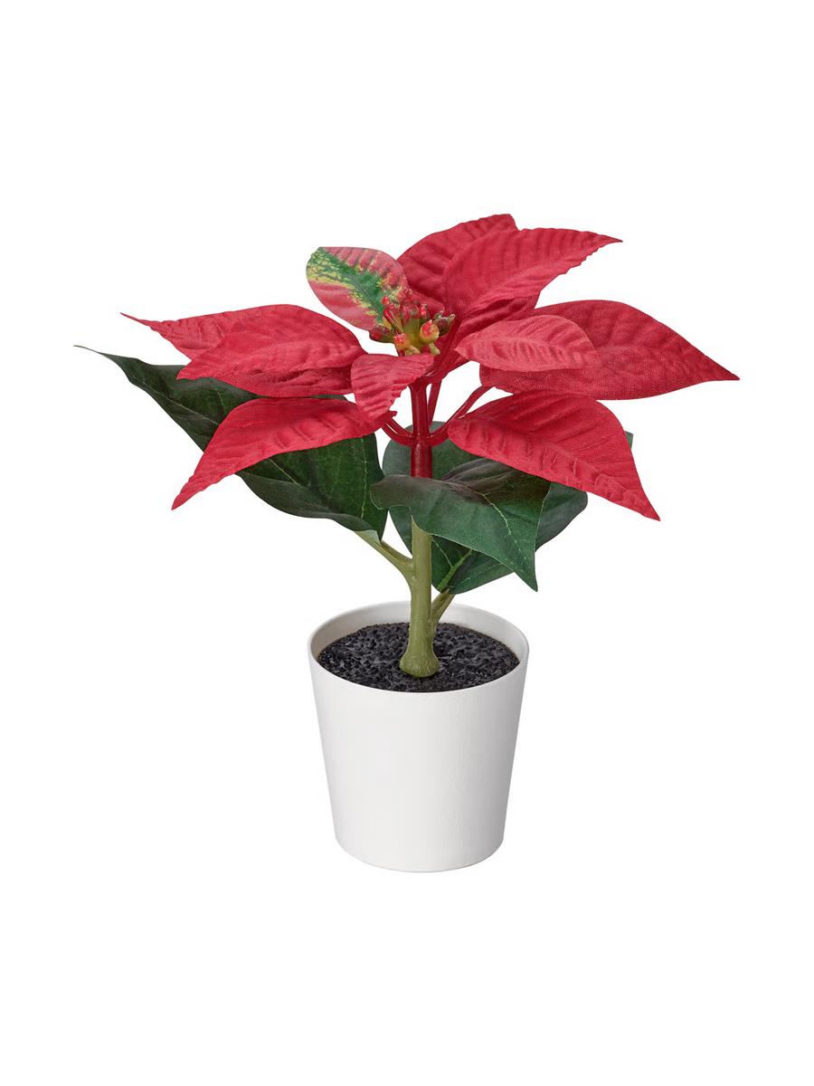 Emeli gülli küýze IKEA VINTERFINT gyzyl 6 sm